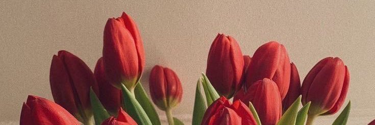 Estef_Br2000's profile banner image
