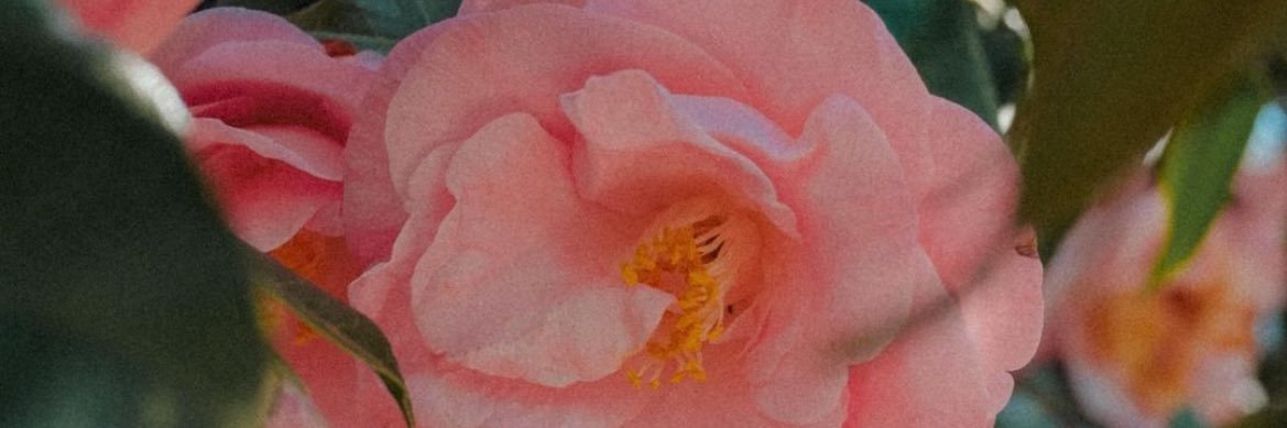 _bellebrooks's profile banner image