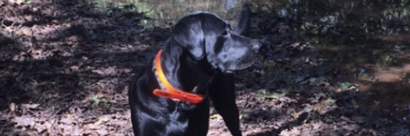 jacksoncorneli1's profile banner image