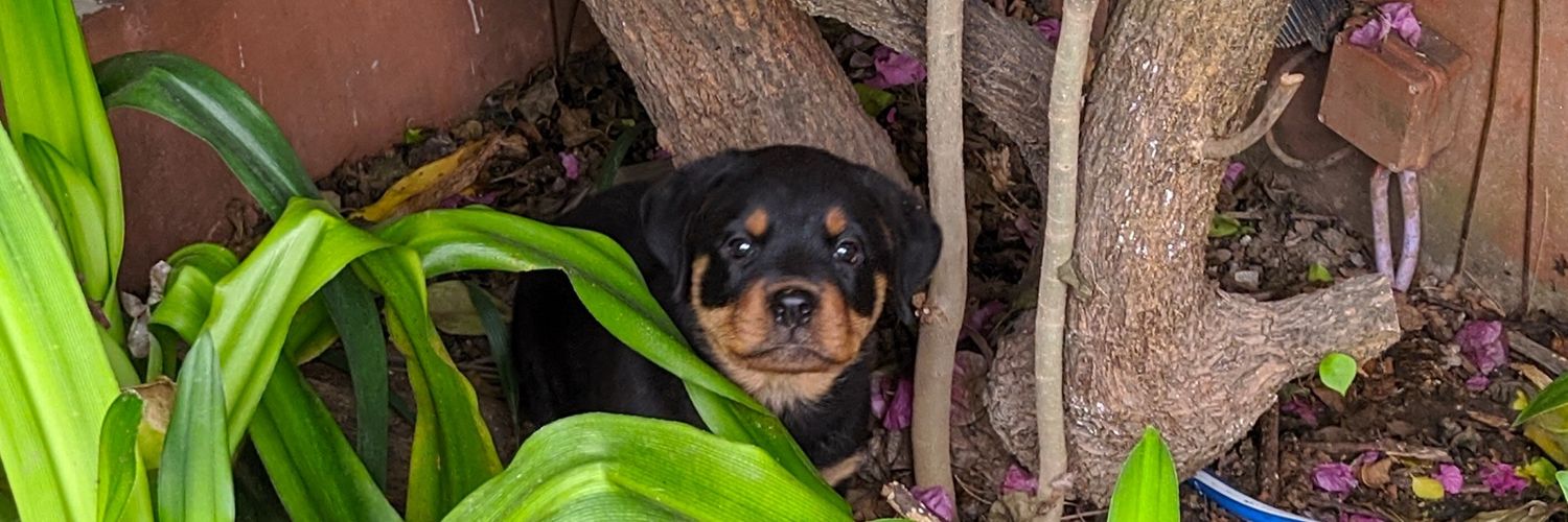 tbrainovich's profile banner image