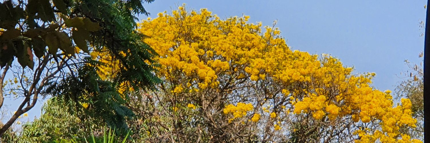 afonsomurad's profile banner image