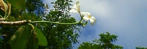あられ banner