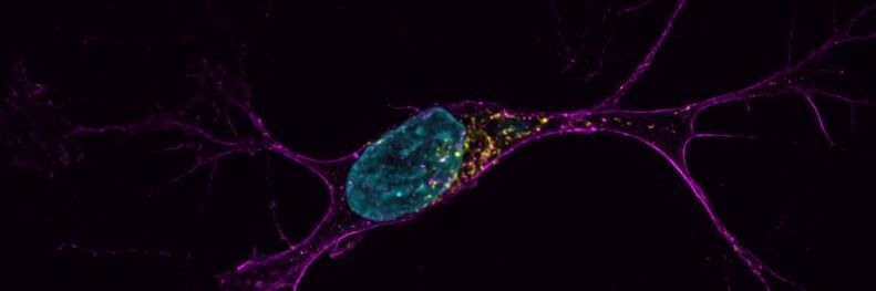 Samantha Swift, PhD banner