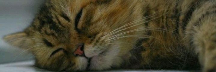 arianedy92's profile banner image