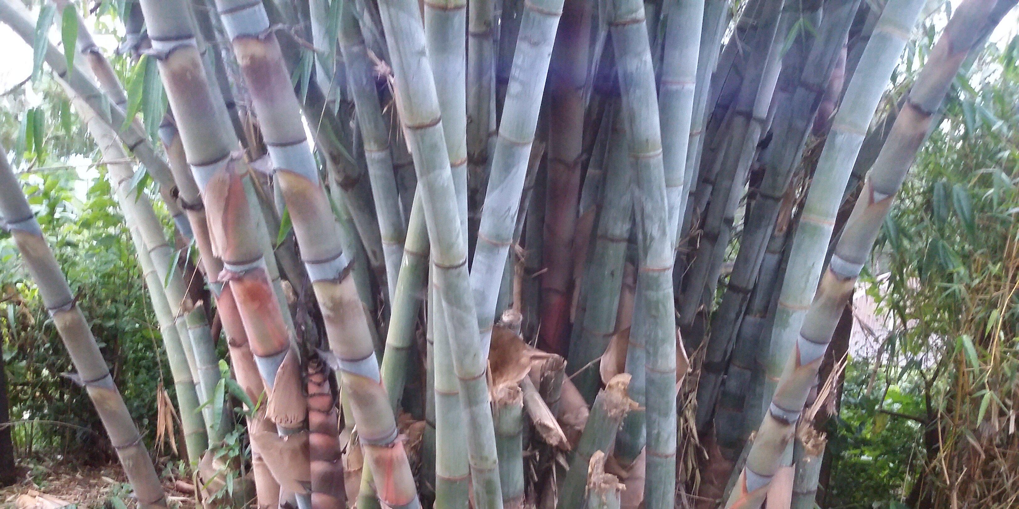 Jacob Kibwage banner