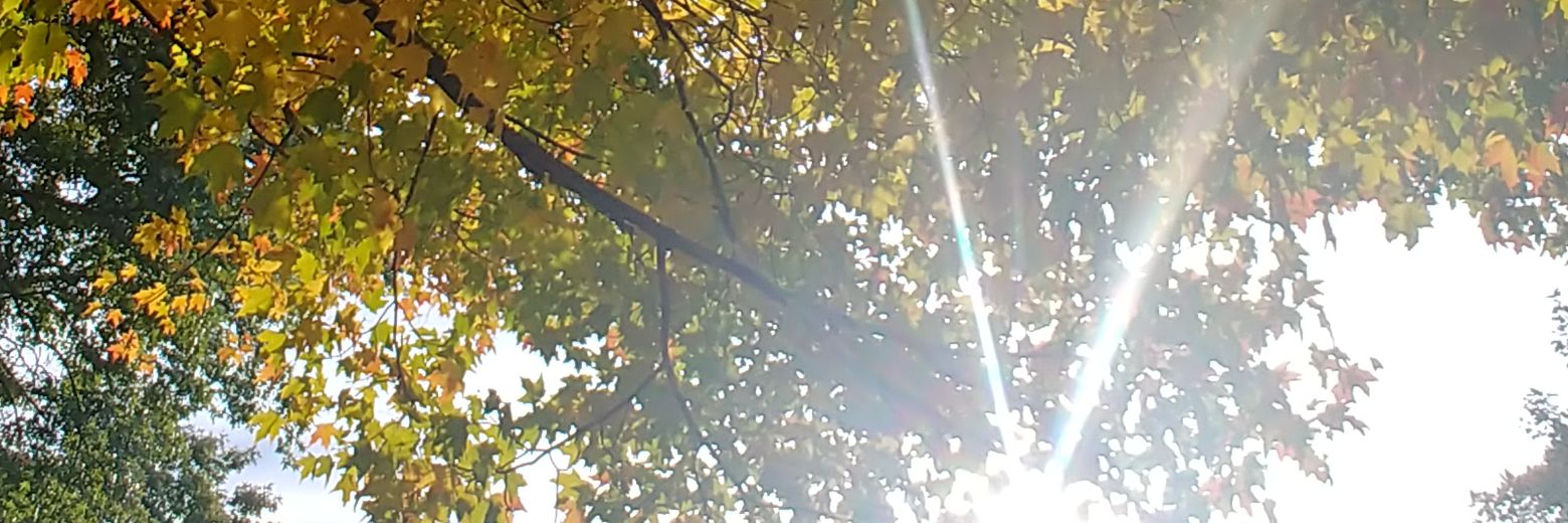 Negly's profile banner image