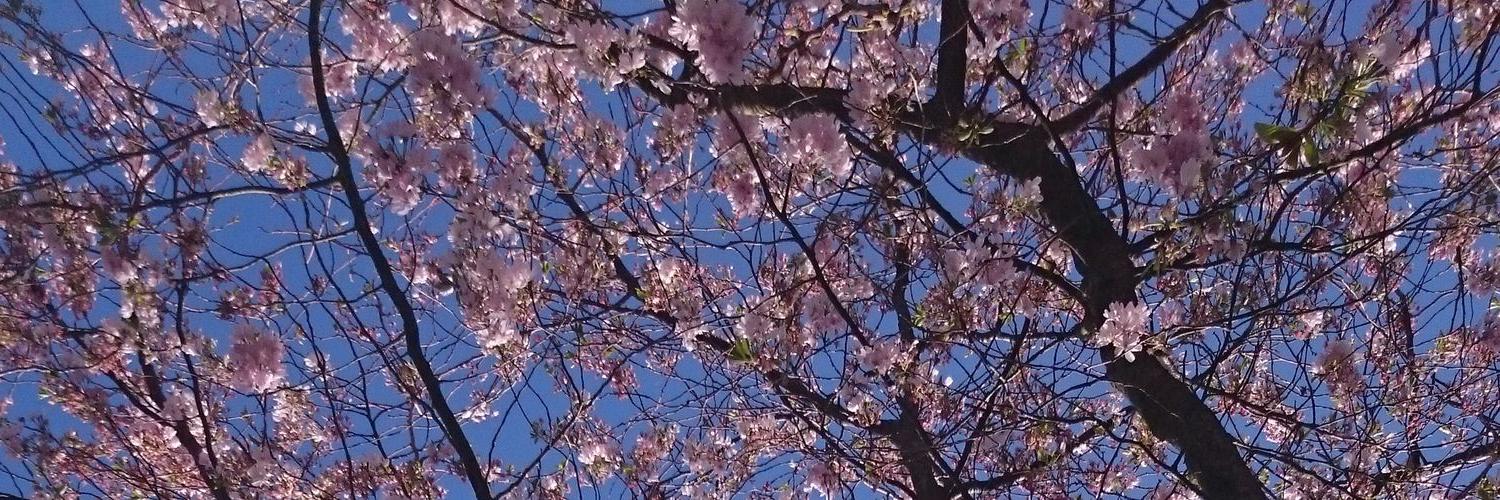 StephanDorst's profile banner image