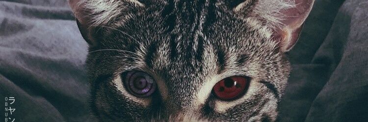 tomitomeh's profile banner image