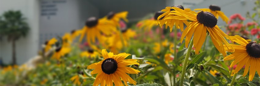 SFStudentLife's profile banner image