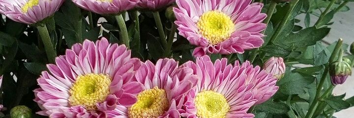 BettyAwailun's profile banner image