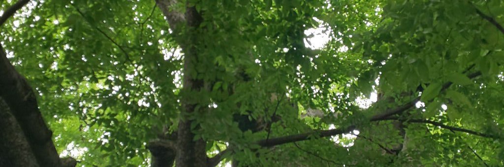 ちゃいくん🌈 banner