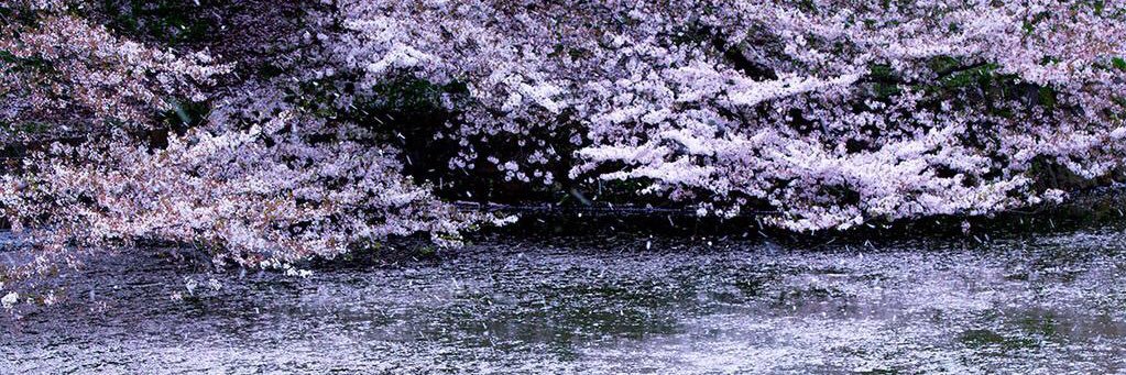 Honsukijasmine's profile banner image