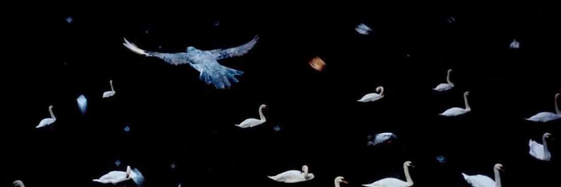 melih bird banner