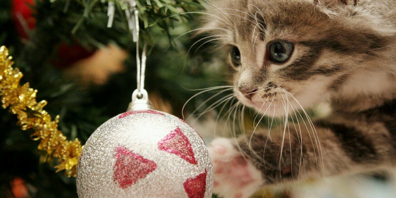 ~☃🍹TrOpiCaL triCkSter TiNY!🌺🎄~ (@minikuimoi) / Posts / X