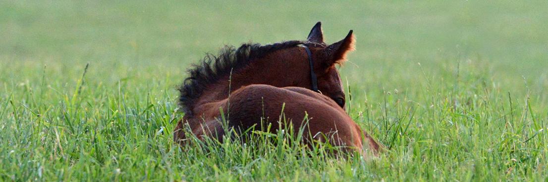 FoalPhotos's profile banner image