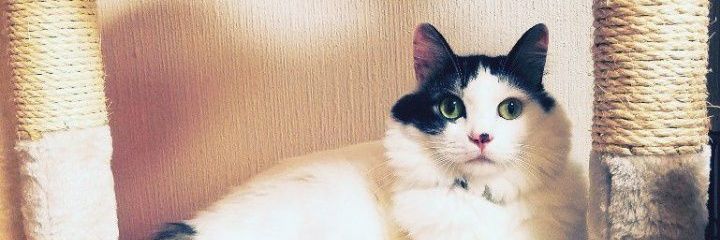 くまルイ❤😺🩵🧸💜 banner