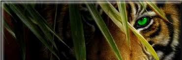 Samantha STEPHEN's banner