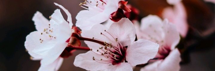 miwhhhh's profile banner image