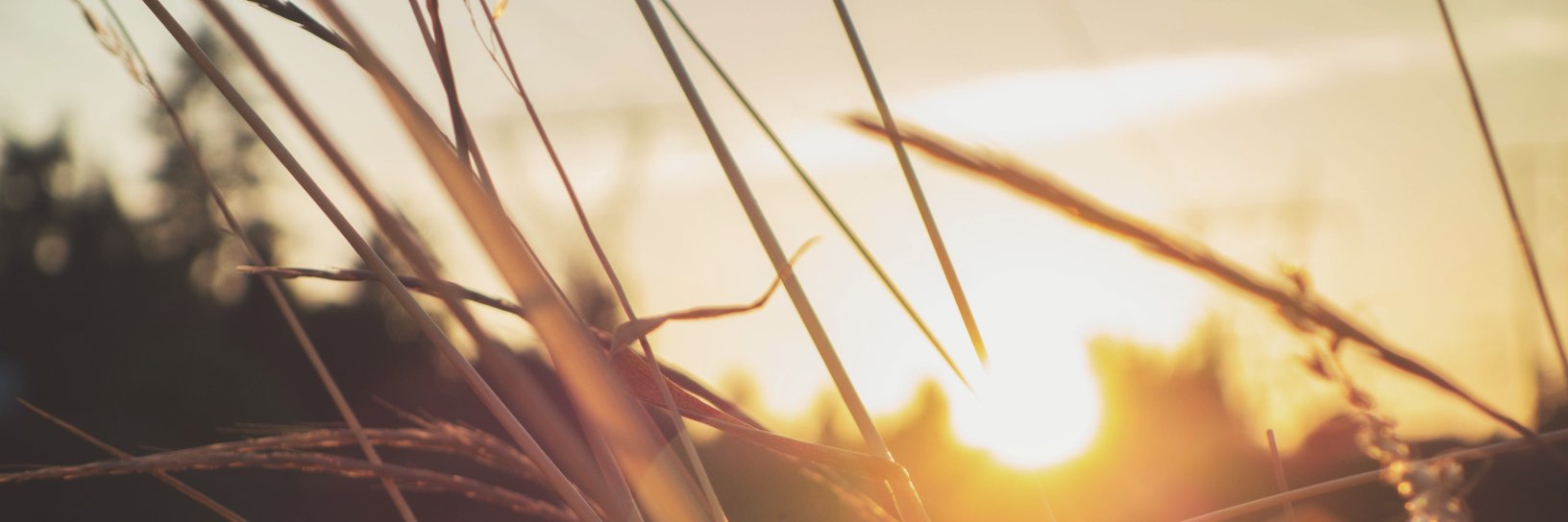 EdsonFerrage's profile banner image