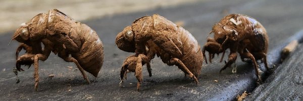 JesseRobson Profile Banner