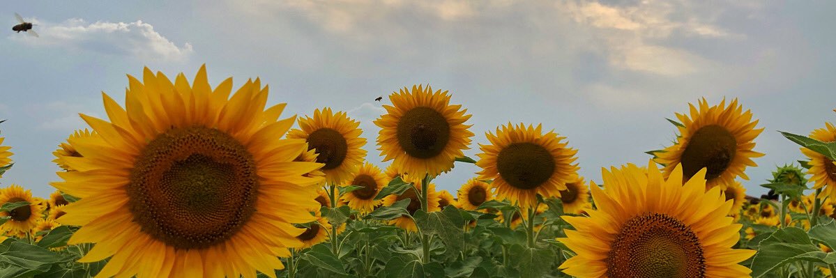 heiginger's profile banner image