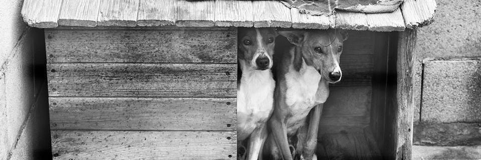 Pepisrefuge's profile banner image