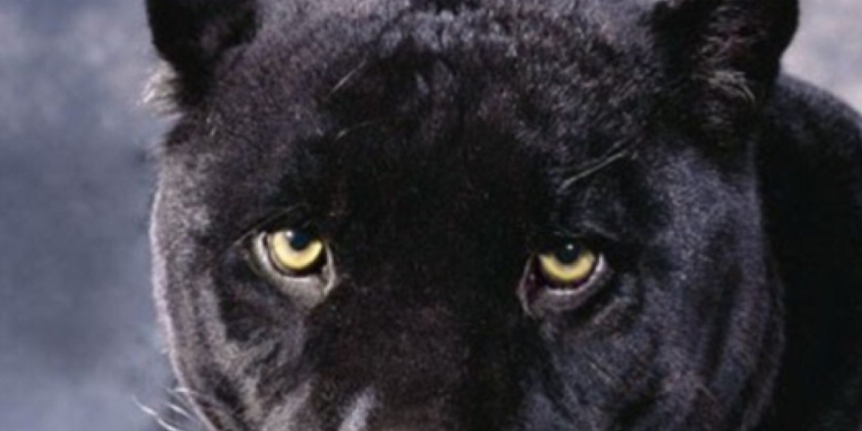 Joris_Fox's profile banner image