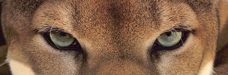 __holvie's profile banner image
