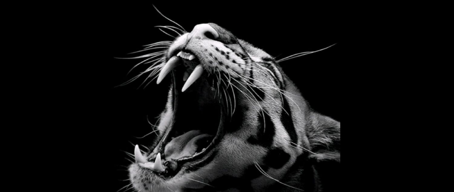 Sir_ArthurN's profile banner image