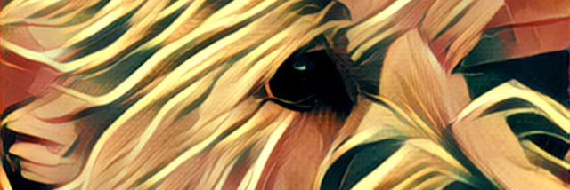 EverittGemma's profile banner image