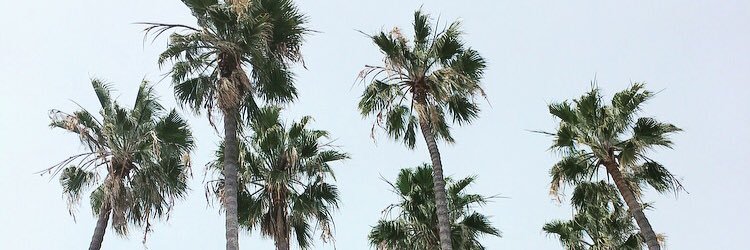 AlisonShiver's profile banner image