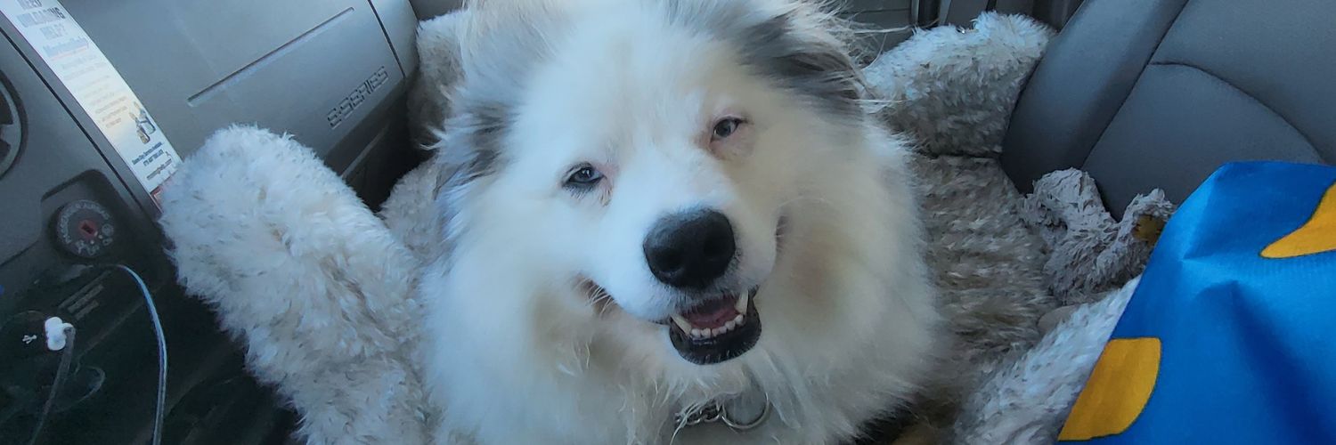 shakeli's profile banner image