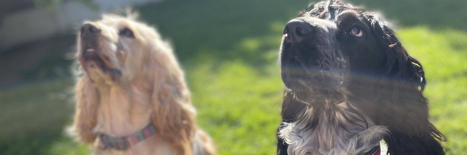 lilygraceloan's profile banner image