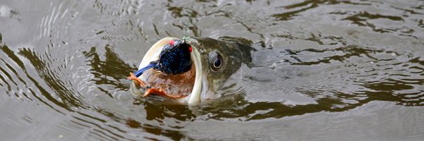 ARGameandFish Profile Banner