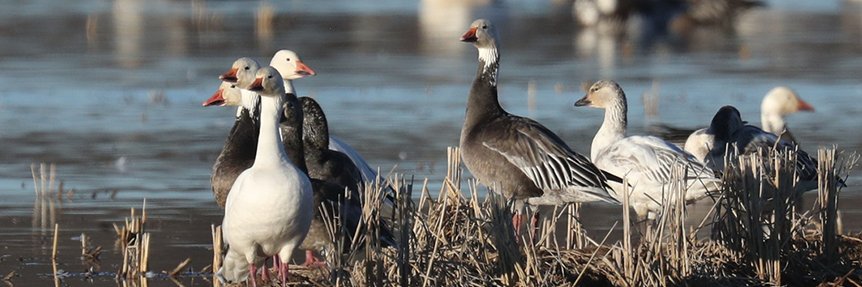 Arkansas Game and Fish Commission banner