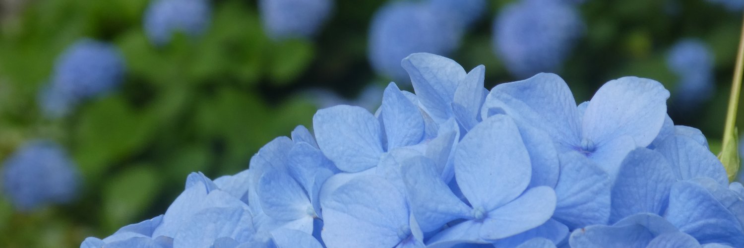 Lupin's profile banner image