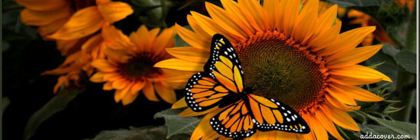 LeaSim2011's profile banner image