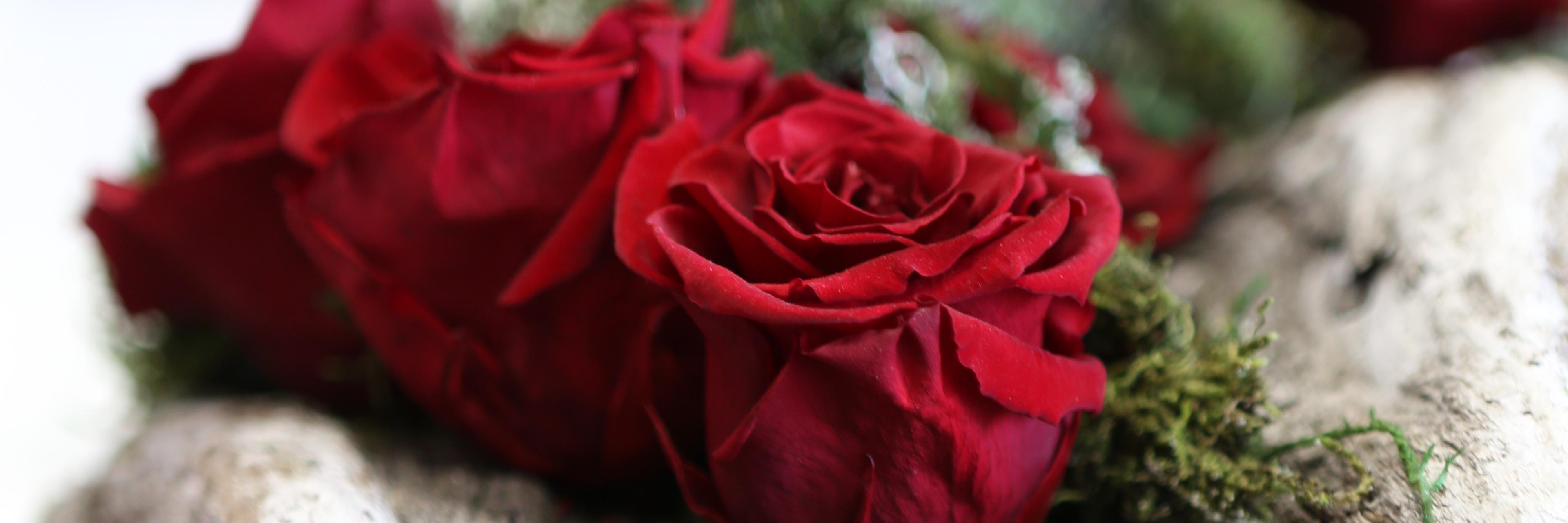 Fleurexpert's profile banner image