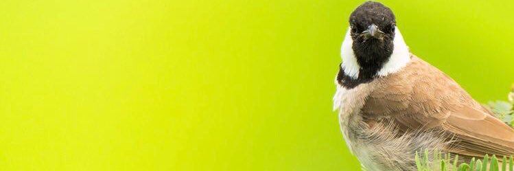 ALBALBOL's profile banner image