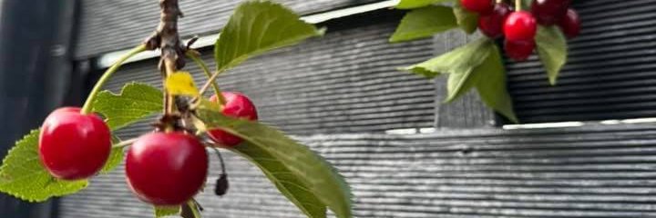 eliza_ellen2's profile banner image