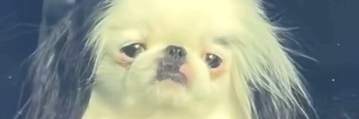 nonsosecelafac's profile banner image