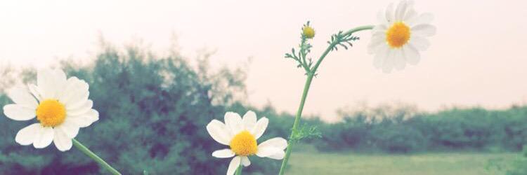 _alkhalaf's profile banner image