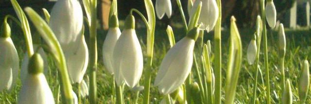 ShaftesburySnowdrops banner