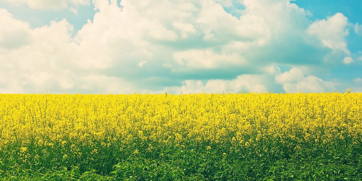stephanythorne's profile banner image