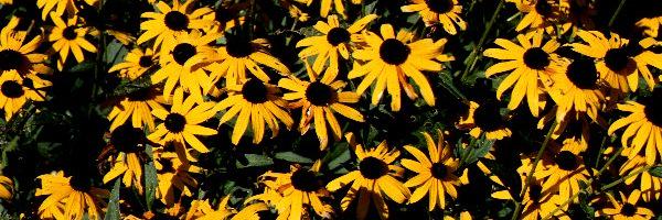 ericaham_xo's profile banner image