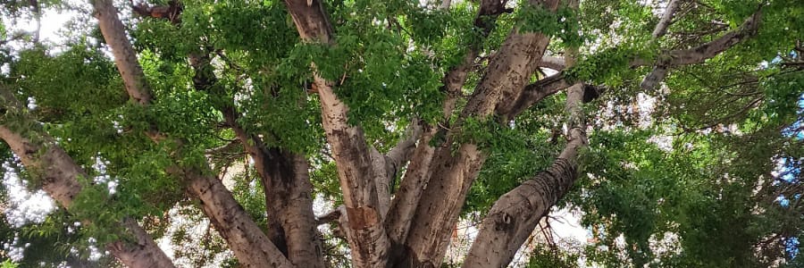 Muath || مُعَاذّ banner