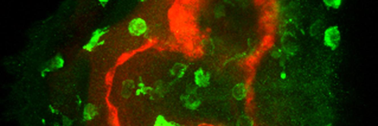 Dr. Beck Richardson banner