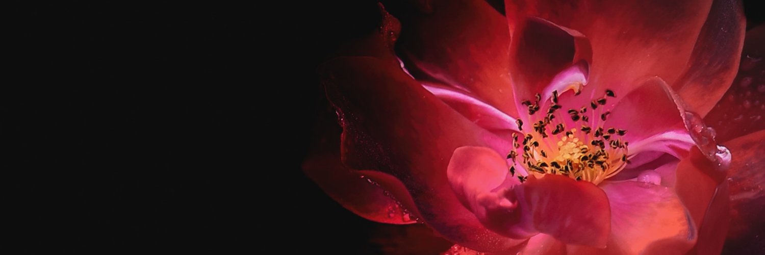 Alpackaaa's profile banner image