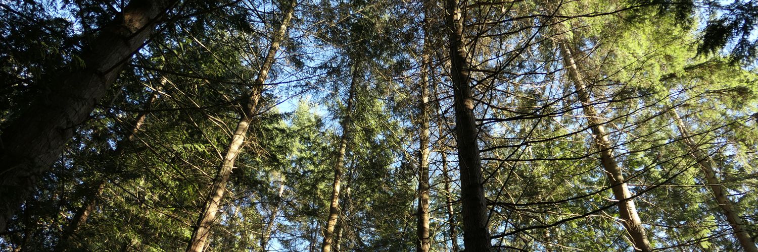 @wzyboy@dabr.ca banner