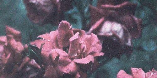 mikaellaross's profile banner image